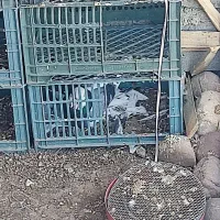 فروش چند جفت کبوتر