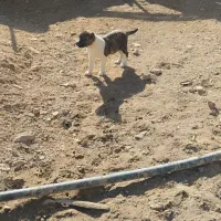 سگ ماده|سگ|رضویه, |دیوار