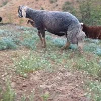 قوچ گوگ قیر ۱۱ماهه سنگین وزن زیر خاکی|حیوانات مزرعه|گلی داغ, |دیوار