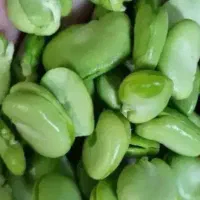 باقالی سبز و تازه برای امسال