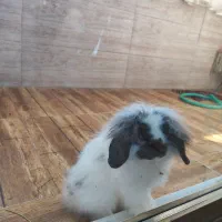 خرگوش لپ|موش و خرگوش|پیر بکران, |دیوار