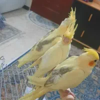 فروش عروس هلندی لوتنیو دو کت و یه کت|پرنده|اندیشه, اندیشه فاز ۱|دیوار