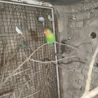 طوطی مرغ عشق|پرنده|نورآباد ممسنی, |دیوار