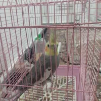 عروس هندی نر|پرنده|گرمی, |دیوار