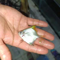 منو زرد.
