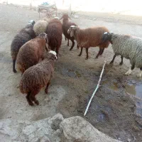 بره نر|حیوانات مزرعه|باوله, |دیوار