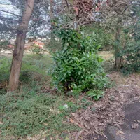 زمین ساحلی 420 متری با کاربری مسکونی|فروش زمین و ملک کلنگی|چابکسر, |دیوار