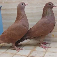 سرخ کرمونی و ساده سیاه|پرنده|سبزوار, باهنر|دیوار