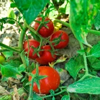 گوجه فرنگی تحویل سر زمین