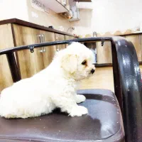 واگزاری سگ پشمالو