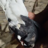 کبوتر|پرنده|اهواز, بیست متری شهرداری|دیوار