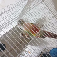 چند جفت گرینچیک مولد|پرنده|میبد, |دیوار