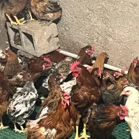 مرغ و نیمچه مرغ