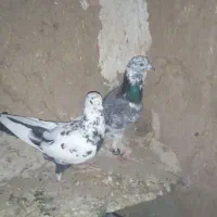کفتر