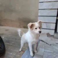 فروش سگ پامر پاکوتاه ماده|سگ|ساری, |دیوار