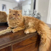 گربه پرشین نر سرحال آماده جفت گیری