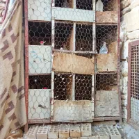 قفس آهنی کبوتر