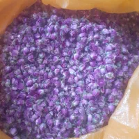 خرید وفروش غنچه گل محمدی لاله زار