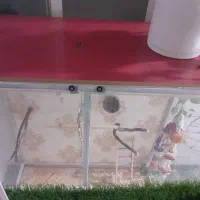 قفس پرنده|لوازم جانبی حیوانات|پاکدشت, پاکدشت (مامازند)|دیوار