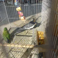 عروس هلندی و کوتوله سخنگو|پرنده|زاهدان, |دیوار