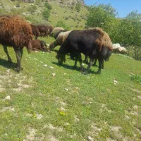 قوچ افشاری ۳ سال