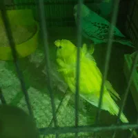 ۶تا مرغ عشق نر سالم  وعالی برای جفتگیریمرغ|پرنده|تهران, انبار نفت|دیوار