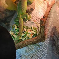 ایگونا|خزنده|تهران, هروی|دیوار