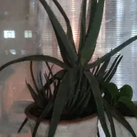 پایه گل همراه با گل و گلدون ها و یک گل آلوئه ورا|گل و گیاه طبیعی|گلبهار, شهر جدید گلبهار|دیوار