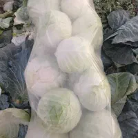 کلم سفید|خوردنی و آشامیدنی|پارسآباد, |دیوار