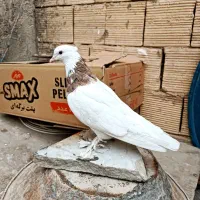 کبوتر طوقی و مسافتی