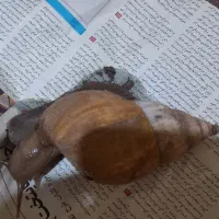 حلزون طبی درمانی دریایی