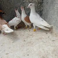 کبوتر نر رنگه