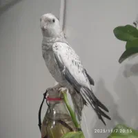 عروس هلندی|پرنده|تربت جام, فاز ۱ فرهنگیان|دیوار