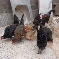 مرغ وخروس