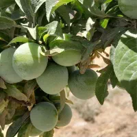 فروش باغ شهری 1500متری