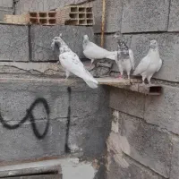 کبوتر|پرنده|میناب, |دیوار