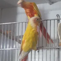 ردچیک|پرنده|فردیس, نگارستان|دیوار