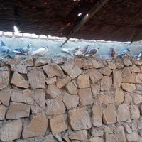 کبوتر خونگی|پرنده|جوین, |دیوار