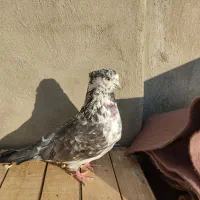 یک جفت کفتر سینماش