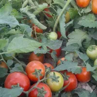 گوجه|خوردنی و آشامیدنی|شوش, |دیوار