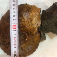 آمونیت ۱۵۰ میلیون ساله عطیقه