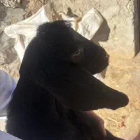 کهره شیری ماده|حیوانات مزرعه|مرودشت, محمد آباد|دیوار