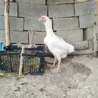 سه عدد جوجه لاری طلا ۱۵روزه روزه|حیوانات مزرعه|مشگین شهر, |دیوار