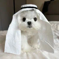 سگ پشمالو عروسکی جیبی