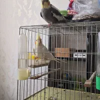 عروس نروماده دستی|پرنده|گرمی, |دیوار