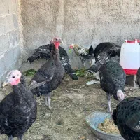 بوقلمون ۳ الی ۴ ماه|حیوانات مزرعه|کازرون, |دیوار