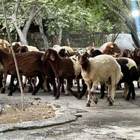 زیر نظر جهاد کشاورزی به شرط سلامت