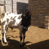 نربز|حیوانات مزرعه|مشهد, شهید رضوی|دیوار