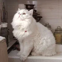 توله گربه