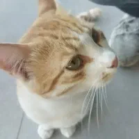 بلو رو نصب کن و ۱۵۰۰۰۰تومن بگیر